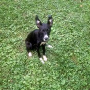 black dog with white feet and stand up ears