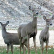 doe and two fawns