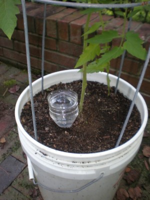 plant with bottle sunk into the soil next to it