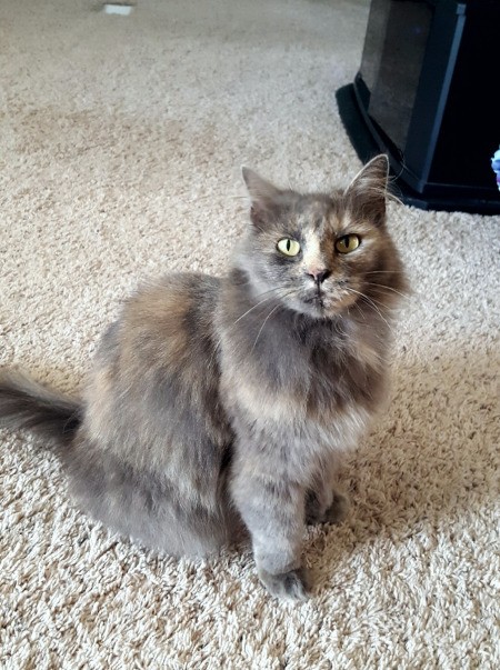 long haired cat