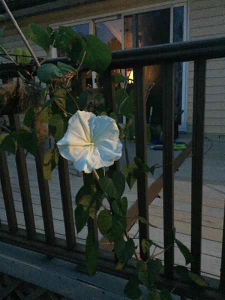 Moonflower on deck railing