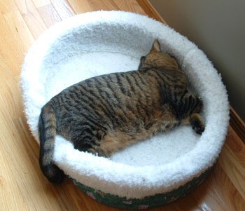 A tabby cat in a white cat bed.