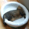 A tabby cat in a white cat bed.