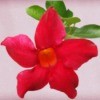 red mandevilla bloom