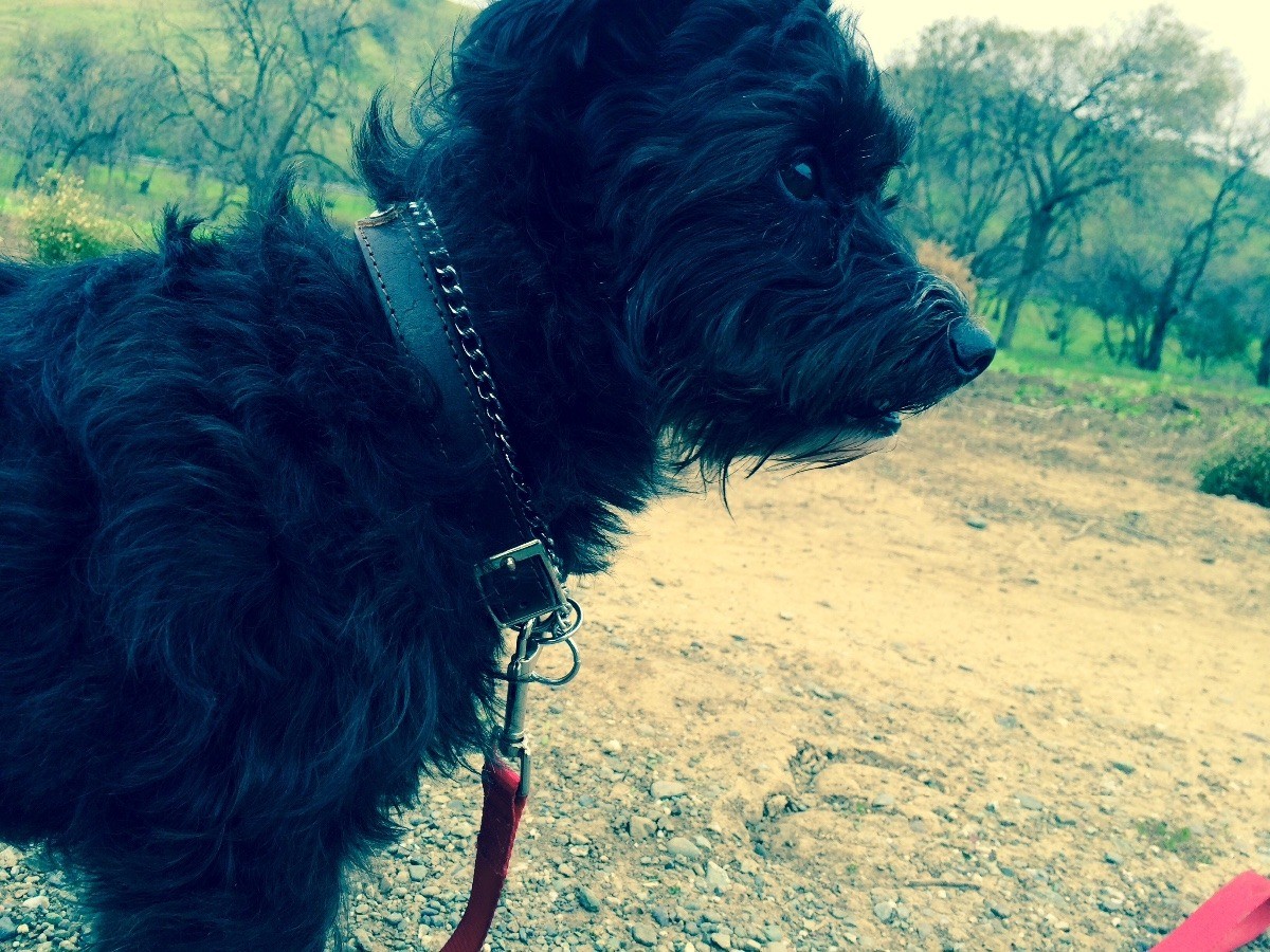 pomeranian shichon mix