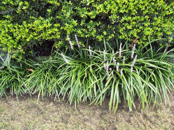 Controling And Dividing Liriope (Monkey Grass) - liriope in front of holly