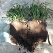 Controling And Dividing Liriope (Monkey Grass) - cut in half
