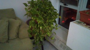 variegated leaf hanging trailing plant