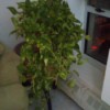 variegated leaf hanging trailing plant