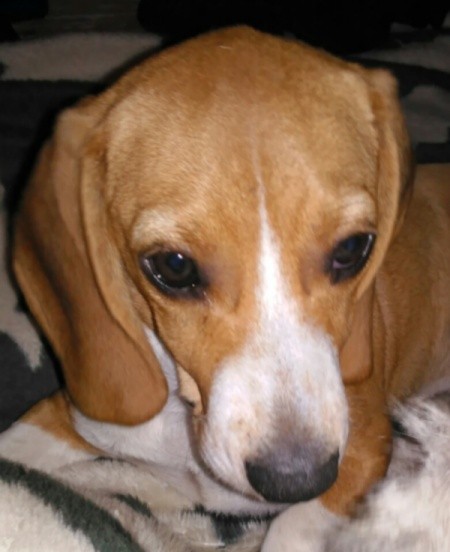 Penny the One-Eyed Hound (Beagle/Mini Bassett Hound)