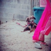 tricolored dog lying down in the dirt