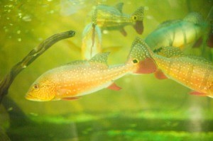 fish in an aquarium