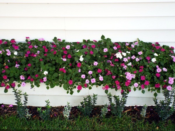 multitude of impatiens