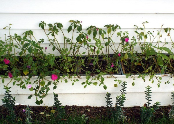 Impatiens Bed From Scrap Materials