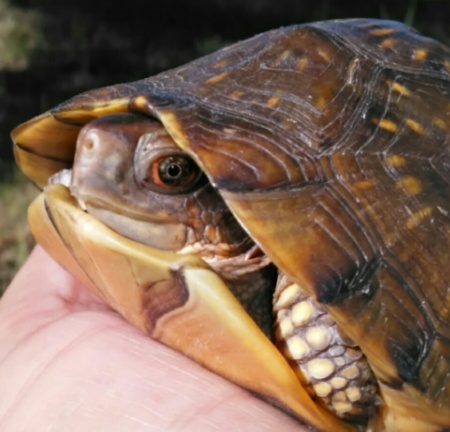 Eastern Box Turtle