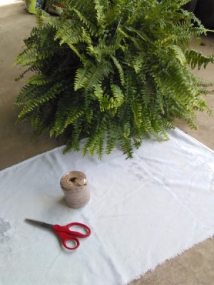 Re-Potting Ferns and Trailing House Plants
