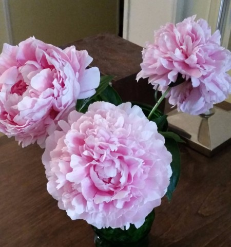 Three pink peony blossoms in a vase.