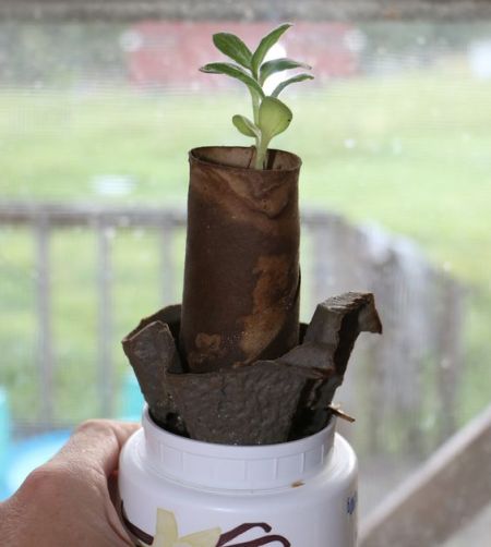 Recycle Cardboard for Starting Seeds