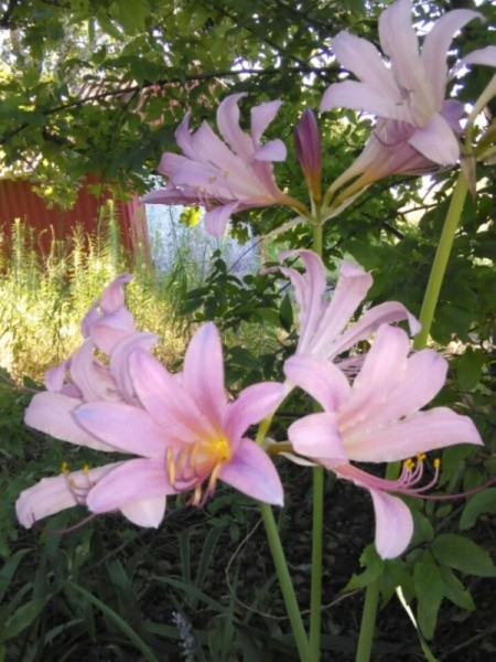 light pink lilies