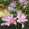 light pink lilies