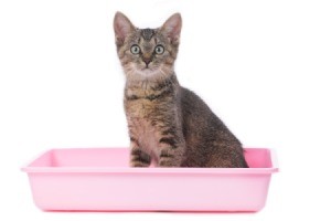 Cat in Litter Box