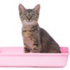 Cat in Litter Box