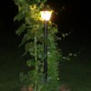Sunflower  at night next to lamppost