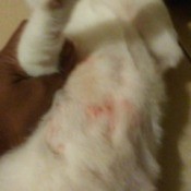 hair licked off belly