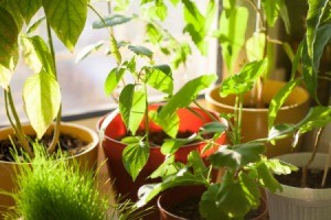 House Plants