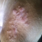 Hard Bumps on Puppy's Leg