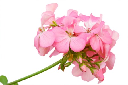 Close up of pink geranium flower