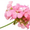 Close up of pink geranium flower