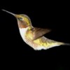 Rufus - Ruby-throated  Hummingbird