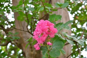 Crepe Myrtle branch with blossoms