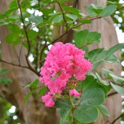 Crepe Myrtle branch with blossoms