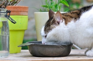 Cat eating from a bowl outside