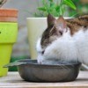 Cat eating from a bowl outside