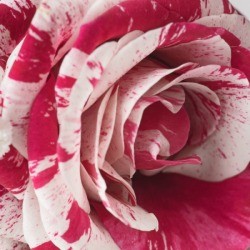 Close up of a Floribunda Rose