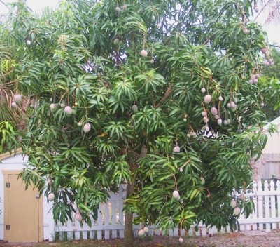 Garden: Mango Tree (Florida)
