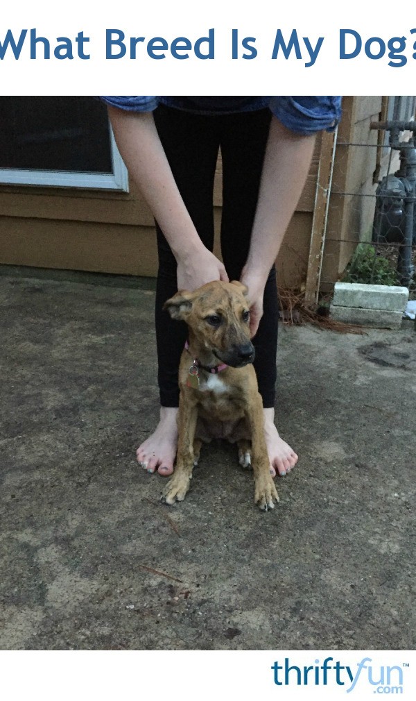 What Breed Is My Dog? ThriftyFun