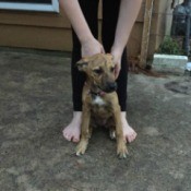 What Breed Is My Dog?