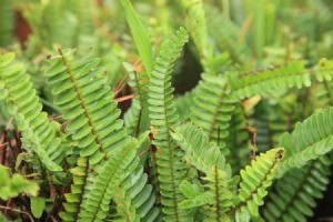 Renting Boston Ferns