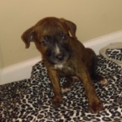dark brown puppy with a streak of white on nose and splotch on upper chest
