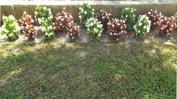 begonia bed