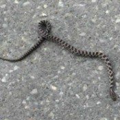 light snake with dark markings