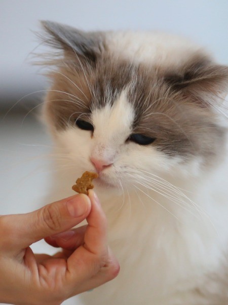 cat eating a treat