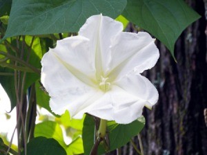 moonflower (Ipomoea Alba)