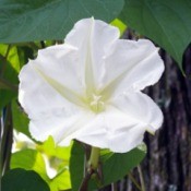 moonflower (Ipomoea Alba)