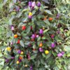 multicolored pepper plant