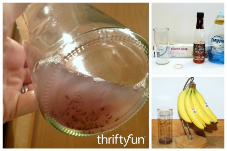 Making a Fruit Fly Trap